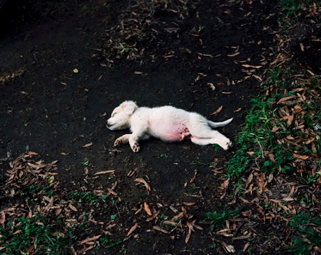 Regine Petersen's Dog (Impact Site 1) from the Alabama chapter of Find a Fallen Star.