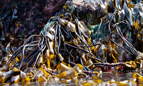 kelp