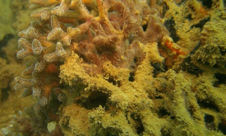 An image taken earlier this month by one of the dive operators on Bangka appears to show increased sedimentation levels on coral reefs, allegedly caused by MMP. 