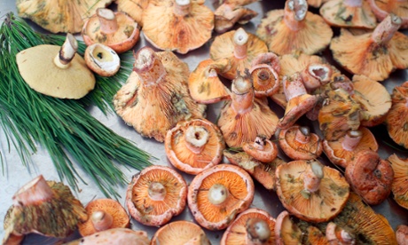 Going with an expert can mean you pick 'safe' mushrooms.