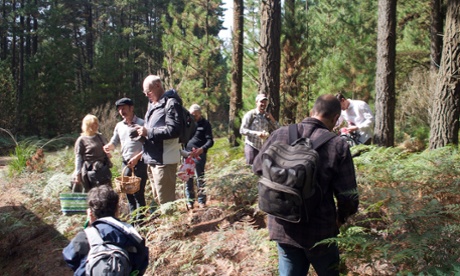 Mushroom picking is not just a northern hemisphere thing. 