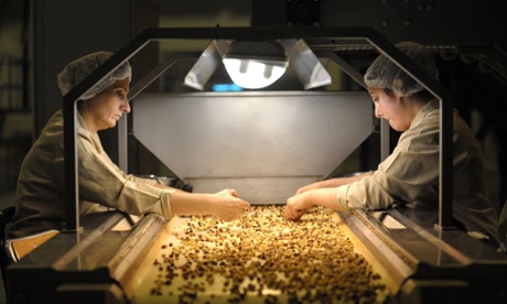 hazelnut workers