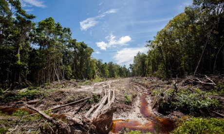 palm oil plantation in Trumon subdistrict, Aceh province, on Indonesia's Sumatra island.