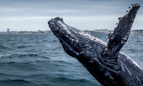 Humpback whale breaching