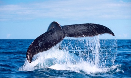 Humpback Whale