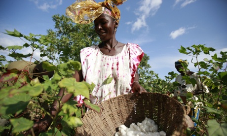 Cotton grower, Madina