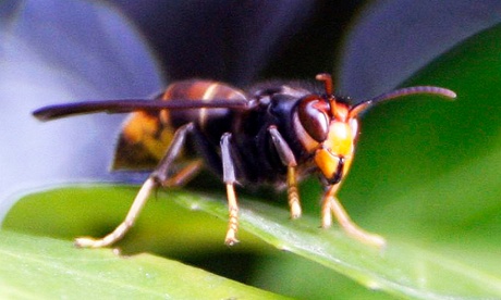 An Asian hornet