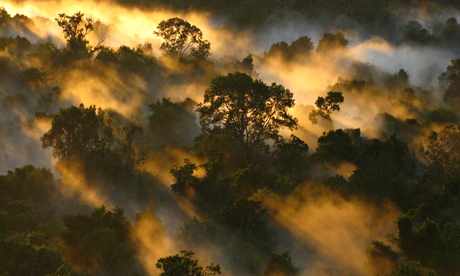 The Amazon rainforest canopy at dawn in Brazil