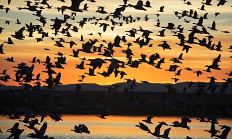 Snow geese in flight over a pond in the Bosque del Apache National Wildlife Refuge in New Mexico. Climate change is expected to change the patterns of migratory birds. 