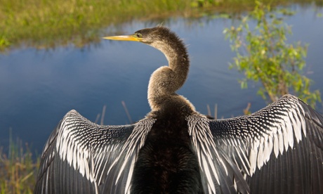 The Everglades national park and its wildlife are under threat from encroaching salt water that also threatens Florida’s water supply.
