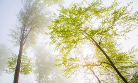 Common beech (Fagus sylvatica), in the morning mist, Baden-Wuerttemberg, Germany.
