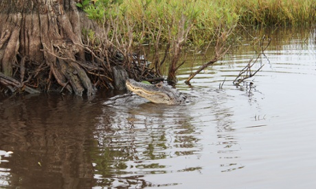 Degradation of the Everglades has been going on pretty much unchecked for more than a century.
