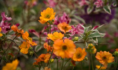 Geum ‘Totally Tangerine’.