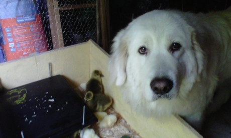 The chicks and goslings are tiny compared to Snowball the Maremma Sheepdog