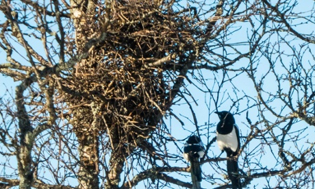 Magpies next to a nest