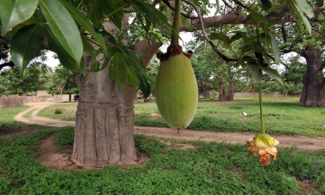 baobab tree