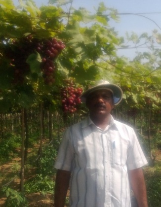 Bhaskar Kamble at his grape farm in Nashik, in western India