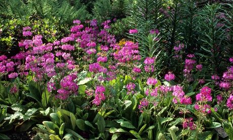 Pink candleabra primulas