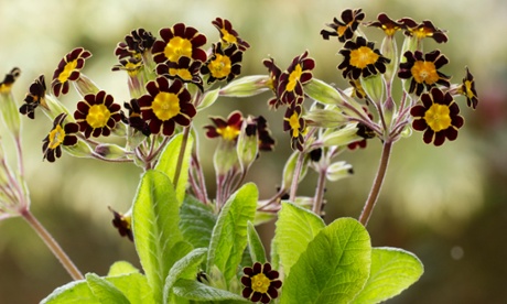 Primula elatior ‘Victoriana Gold Lace’