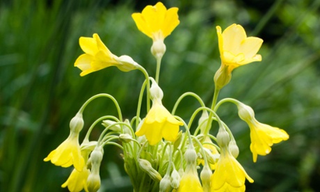 The bright yellow giant cowslip, Primula florindae.