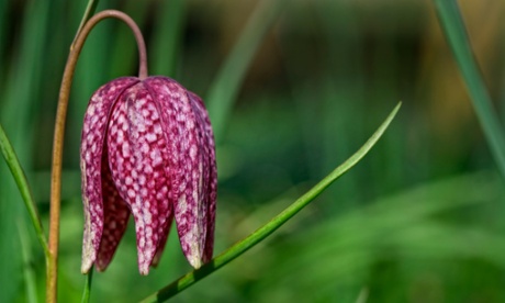 Snake's head fritillary (Fritillaria meleagris) 