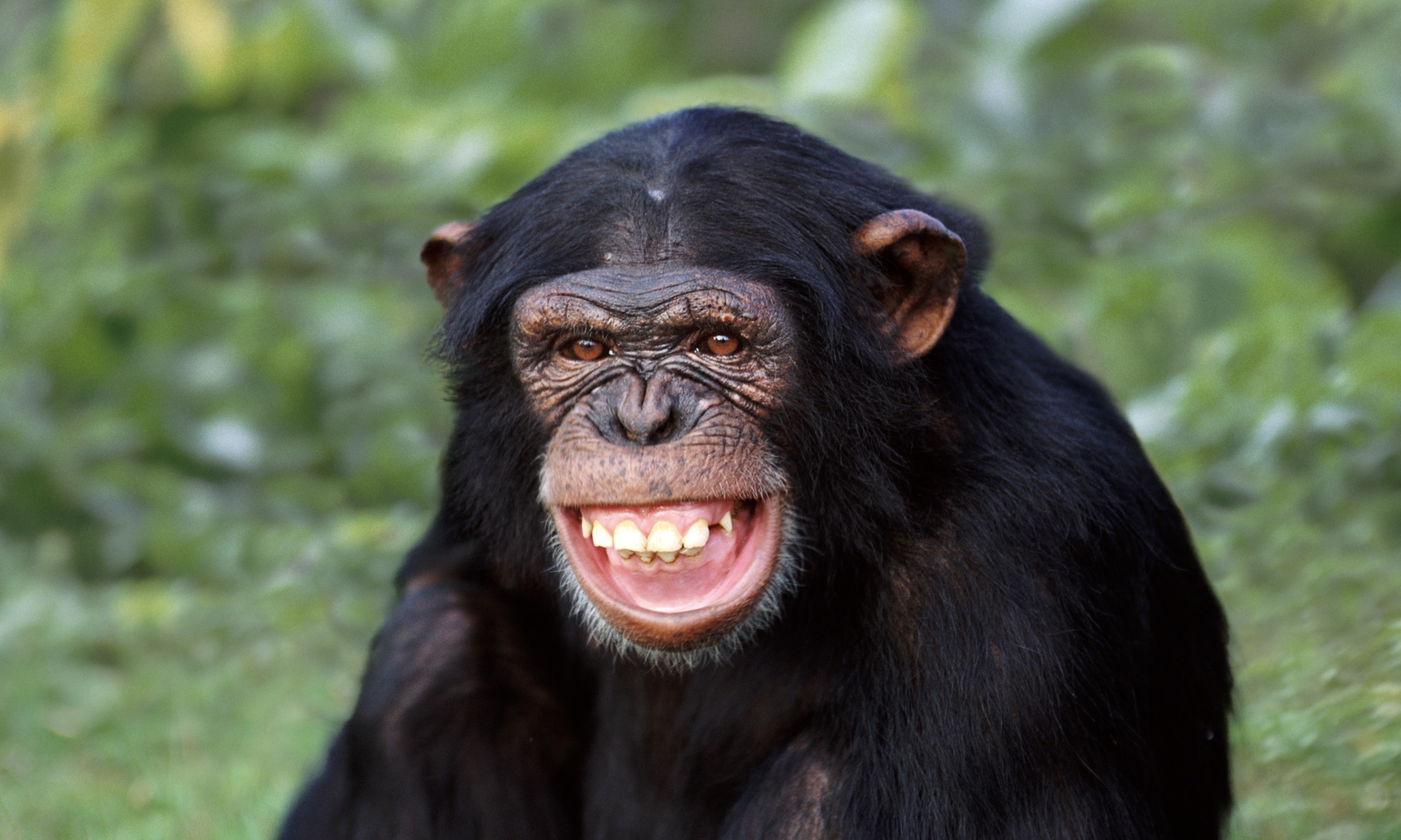 black and white chimpanzee and person