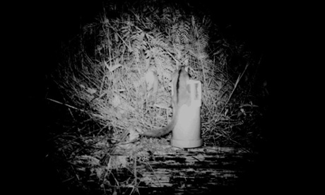 An extremely rare Leadbeater's Possum.