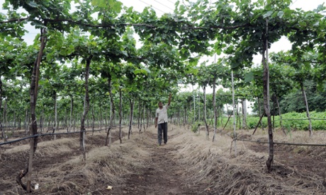 Grape and tomato farmer Sanjay Sathe inspects his vineyard in the village of Naitale, in Nashik district.