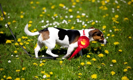 Darcy the jack russell