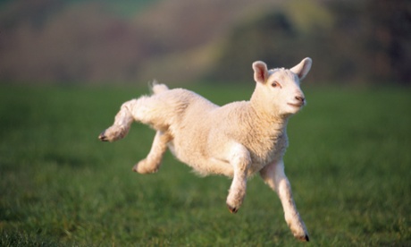 In Maria V Snyder's dystopis Inside, only sheep are raised