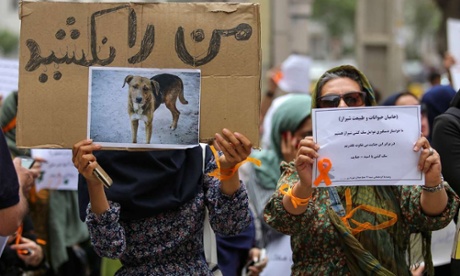 An Iranian proteser in Shiraz holding up a placard showing a picture of a dog, reading as: 