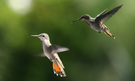Trinidad is rich in fauna, much of which it shares with South America. It's a popular destination for birdwatchers.