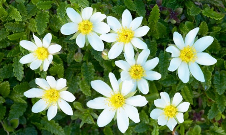 Mountain avens (Dryas octopetala)