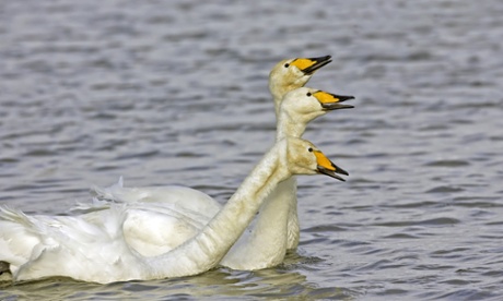 Large white and regal whooper swans.