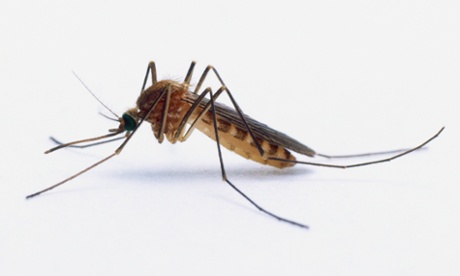 Female Mosquito (Culicidae).