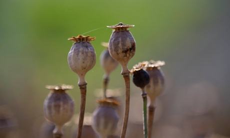 Codeine, an opiate derived from poppies, has many side-effects.