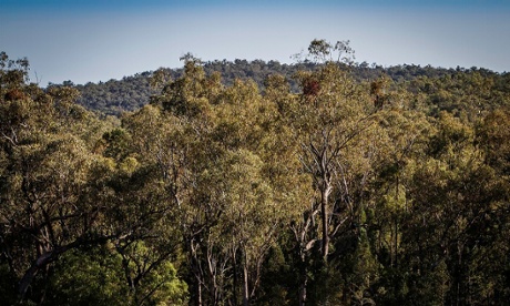 Leard state forest in NSW