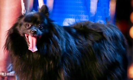 Look into my eyes… my eyes… woof! Princess the Hypnodog.