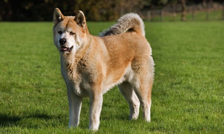 An akita