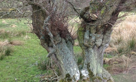 alder with bulbous base