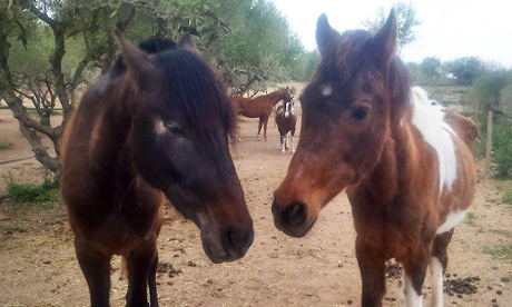 Two horses at the Equus Natural Club near Tarragona
