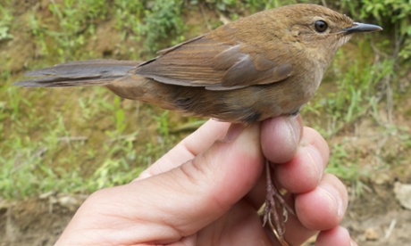 Russet Bush Warbler Locustella mandelli Laojun Shan, Sichuan, China, May 2014.