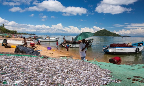 Fish drying racks drying a catch of small fish at Cape Maclear on the shores of Lake Malawi, Malawi