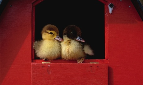 ducklings baby ducks