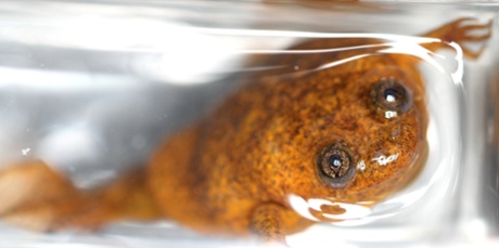 A female Lake Oku clawed frog at the London Zoo. 