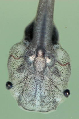 Scientists get their first look at the tadpoles of the Lake Oku clawed frogs. 