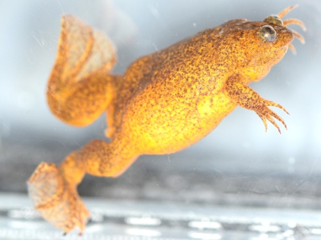 The Lake Oku clawed frog is a muppet-looking amphibian with a lovely orange hue.