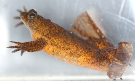 A male Lake Oku clawed frog at the zoo. 