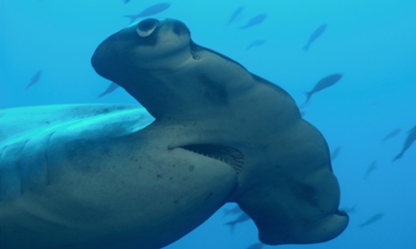 hammerhead shark