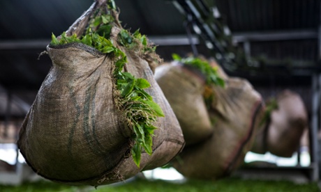 Tea is delivered to Sireet Tea Factory, acquired partly with Fairtrade Premium.